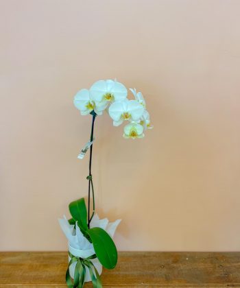 White - Phalaenopsis Orchid Plant
