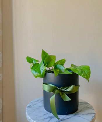 Devil’s Ivy Plant